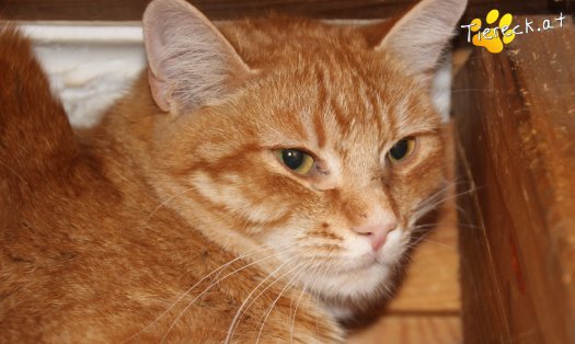 Katze Miró (Foto by Tiereck.at - Lavanttaler Tierhilfe)
