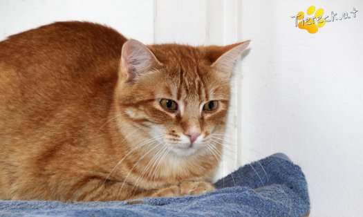 Katze Miró (Foto by Tiereck.at - Lavanttaler Tierhilfe)