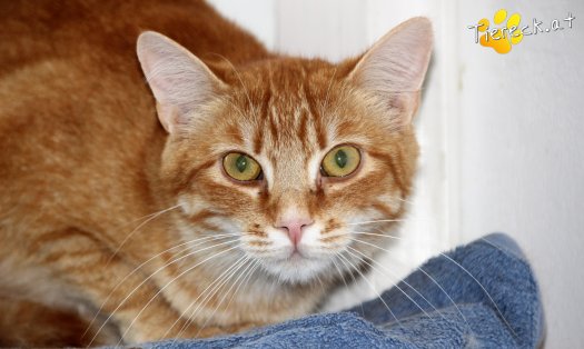 Katze Miró (Foto by Tiereck.at - Lavanttaler Tierhilfe)
