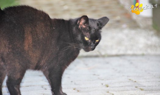 Katze Mutzi (Foto by Tiereck.at - Lavanttaler Tierhilfe)