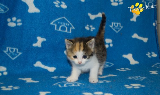 Katze Sina
