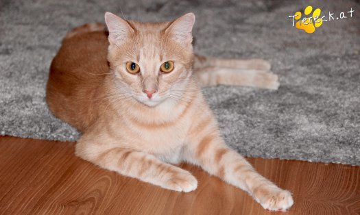 Katze Clyde