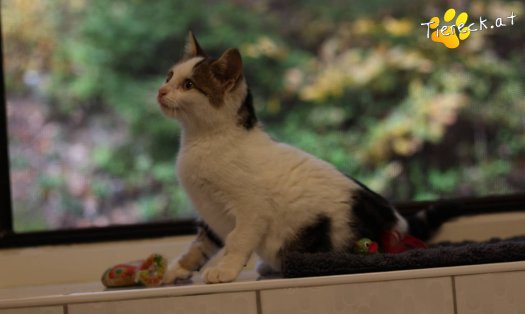 Katze Amy (Foto by Tiereck.at - Lavanttaler Tierhilfe)