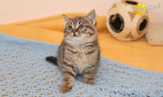 Katze Petunia (Foto by Tiereck.at - Lavanttaler Tierhilfe)