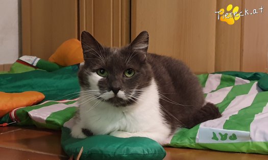 Katze Eibisch (Foto by Tiereck.at - Lavanttaler Tierhilfe)