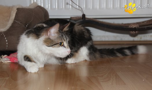 Katze Aragorn (Foto by Tiereck.at - Lavanttaler Tierhilfe)