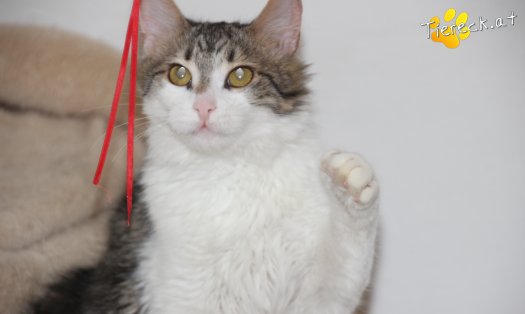 Katze Aragorn (Foto by Tiereck.at - Lavanttaler Tierhilfe)