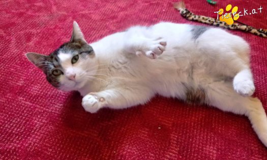 Katze Nala (Foto by Tiereck.at - Lavanttaler Tierhilfe)