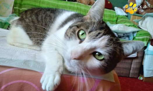 Katze Nala (Foto by Tiereck.at - Lavanttaler Tierhilfe)