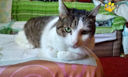 Katze Nala (Foto by Tiereck.at - Lavanttaler Tierhilfe)