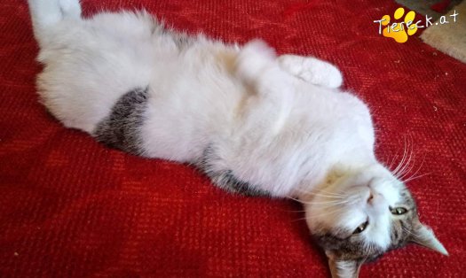 Katze Nala (Foto by Tiereck.at - Lavanttaler Tierhilfe)