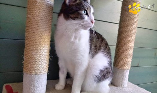 Katze Nala (Foto by Tiereck.at - Lavanttaler Tierhilfe)