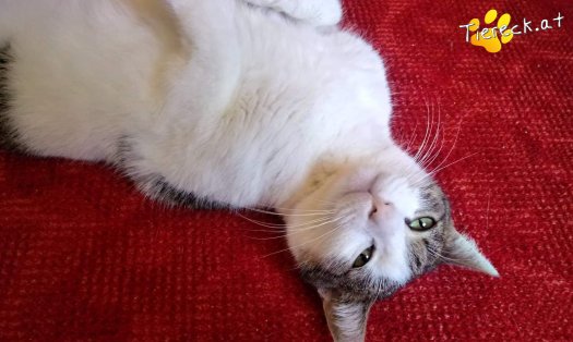 Katze Nala (Foto by Tiereck.at - Lavanttaler Tierhilfe)