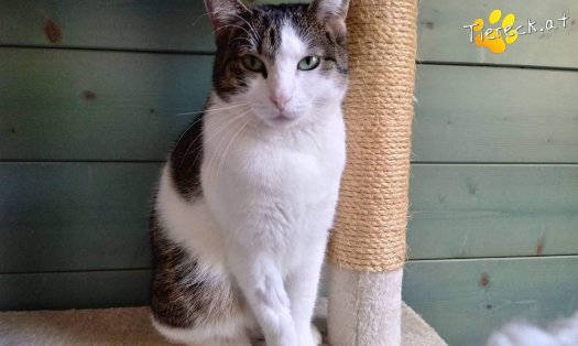 Katze Nala (Foto by Tiereck.at - Lavanttaler Tierhilfe)