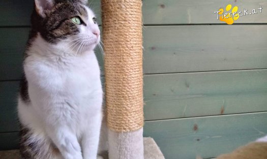 Katze Nala (Foto by Tiereck.at - Lavanttaler Tierhilfe)