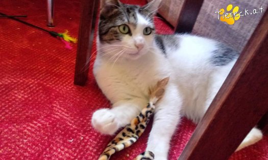 Katze Nala (Foto by Tiereck.at - Lavanttaler Tierhilfe)