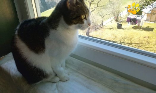 Katze Nala (Foto by Tiereck.at - Lavanttaler Tierhilfe)