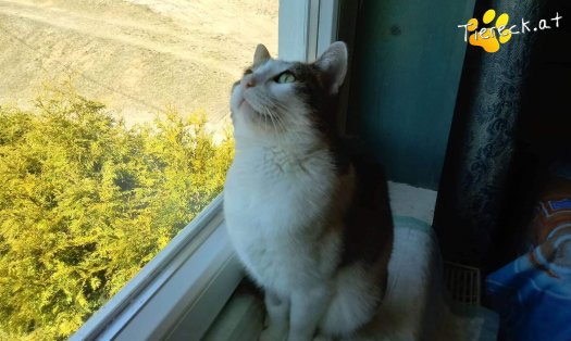 Katze Nala (Foto by Tiereck.at - Lavanttaler Tierhilfe)