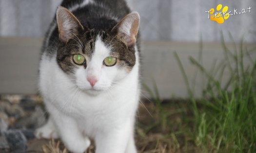 Katze Nala (Foto by Tiereck.at - Lavanttaler Tierhilfe)