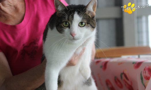 Katze Nala (Foto by Tiereck.at - Lavanttaler Tierhilfe)