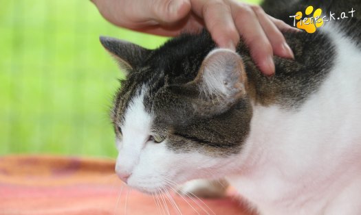 Katze Nala (Foto by Tiereck.at - Lavanttaler Tierhilfe)
