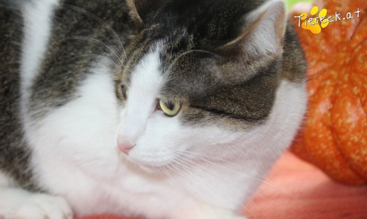 Katze Nala (Foto by Tiereck.at - Lavanttaler Tierhilfe)
