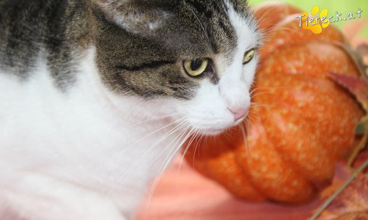 Katze Nala (Foto by Tiereck.at - Lavanttaler Tierhilfe)