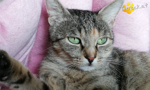 Katze Aila (Foto by Tiereck.at - Lavanttaler Tierhilfe)