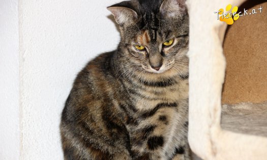 Katze Dana (Foto by Tiereck.at - Lavanttaler Tierhilfe)