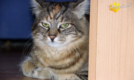 Katze Bea (Foto by Tiereck.at - Lavanttaler Tierhilfe)