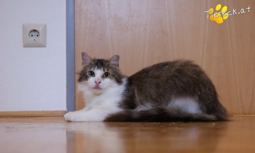 Katze Cookie (Foto by anja)