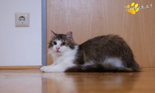 Katze Cookie (Foto by anja)