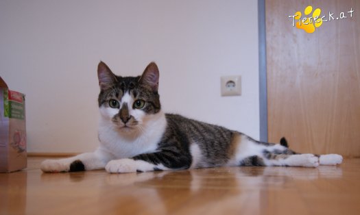 Katze Karo (Foto by anja)