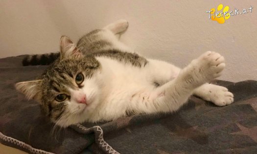 Katze Moritz (Foto by Tiereck.at - Lavanttaler Tierhilfe)