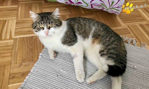 Katze Moritz (Foto by Tiereck.at - Lavanttaler Tierhilfe)
