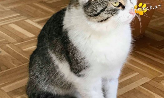 Katze Moritz (Foto by Tiereck.at - Lavanttaler Tierhilfe)