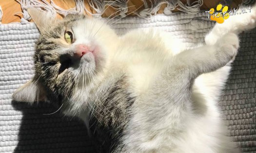 Katze Moritz (Foto by Tiereck.at - Lavanttaler Tierhilfe)