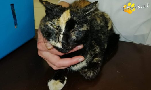 Katze Schildi