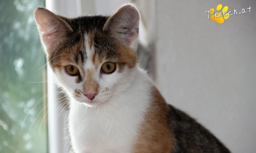Katze Alischa (Foto by Tiereck.at - Lavanttaler Tierhilfe)