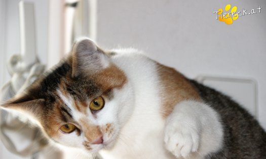 Katze Alischa (Foto by Tiereck.at - Lavanttaler Tierhilfe)