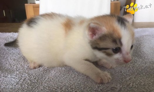 Katze Nuri (Foto by Tiereck.at - Lavanttaler Tierhilfe)