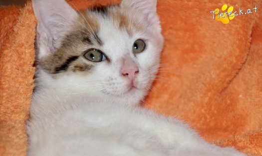 Katze Nuri (Foto by Tiereck.at - Lavanttaler Tierhilfe)