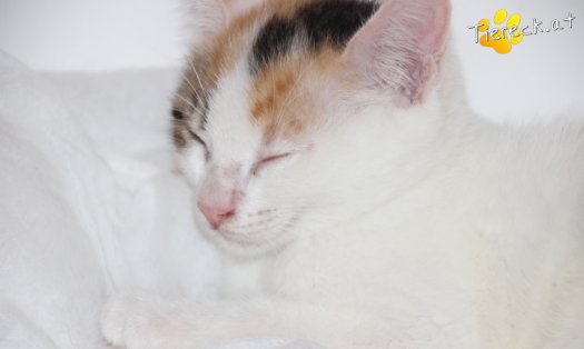 Katze Nuri (Foto by Tiereck.at - Lavanttaler Tierhilfe)