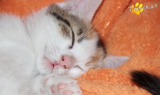 Katze Nuri (Foto by Tiereck.at - Lavanttaler Tierhilfe)