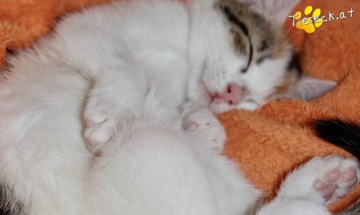 Katze Nuri (Foto by Tiereck.at - Lavanttaler Tierhilfe)