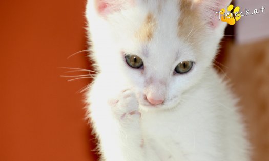 Katze Simba (Foto by Tiereck.at - Lavanttaler Tierhilfe)