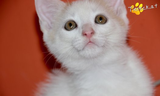 Katze Pinky (Foto by Tiereck.at - Lavanttaler Tierhilfe)
