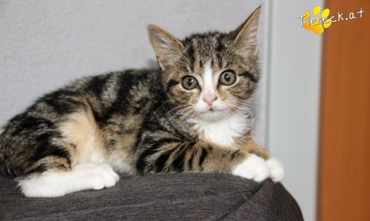 Katze Baby (Foto by Tiereck.at - Lavanttaler Tierhilfe)