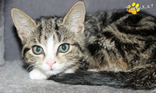 Katze Baby (Foto by Tiereck.at - Lavanttaler Tierhilfe)