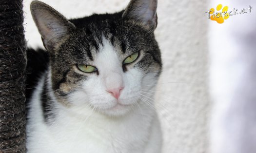 Katze Elino (Foto by Tiereck.at - Lavanttaler Tierhilfe)